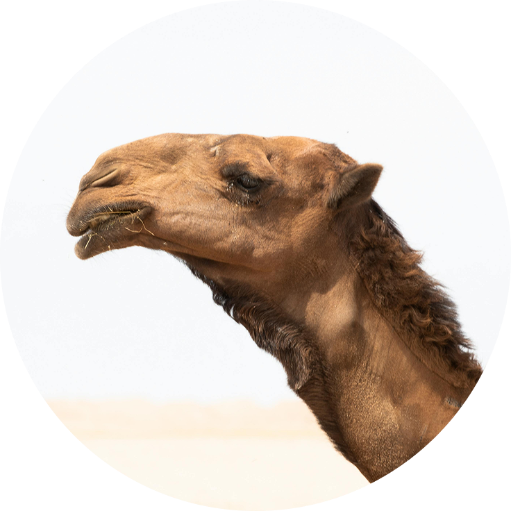 Camels