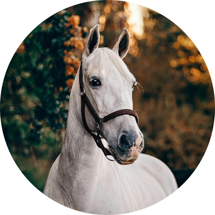 Equines