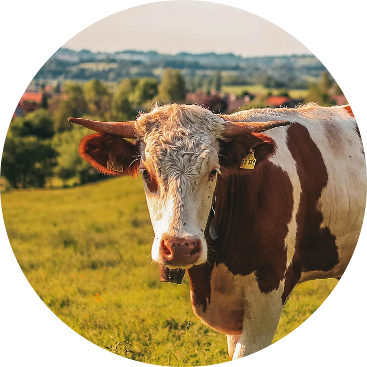 Ruminants