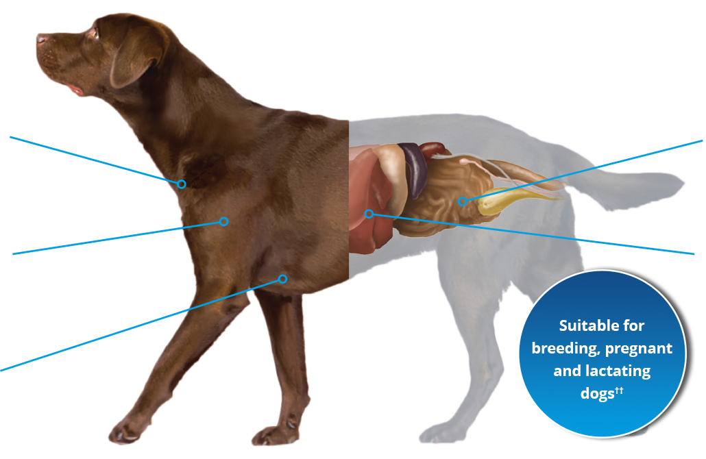 Illustration of a dog showing the areas NexGard Spectra protects