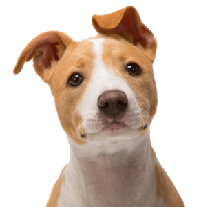 Happy dog ready for its monthly NexGard Spectra chew