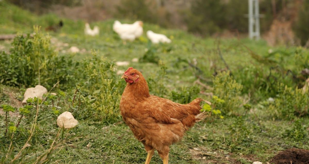 Newcastle Disease