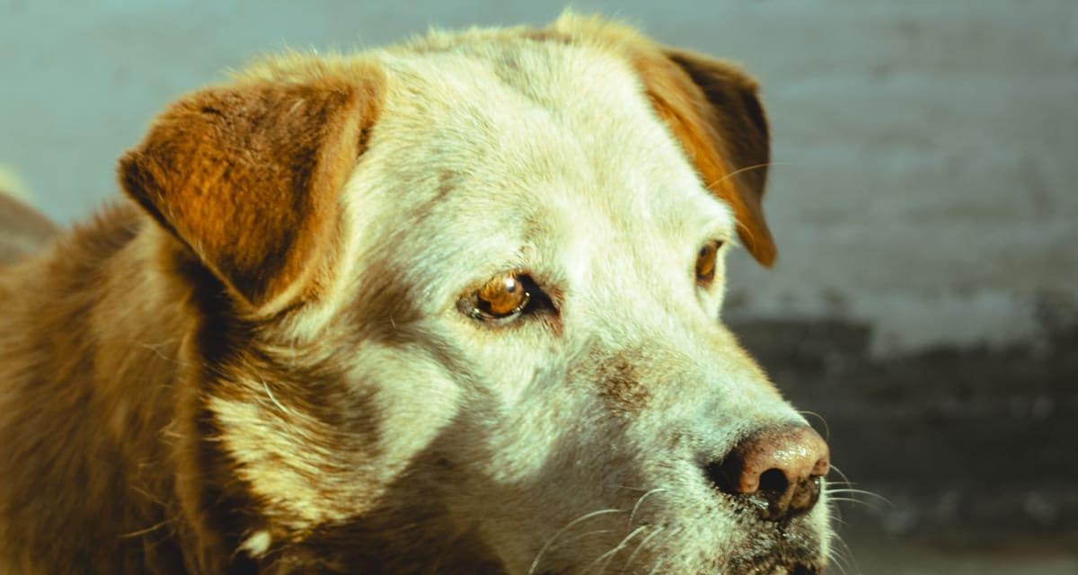 Osteoarthritis in Dogs