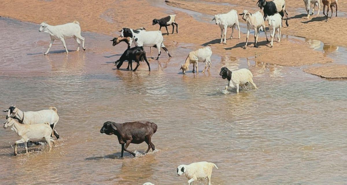 Peste des petits ruminants