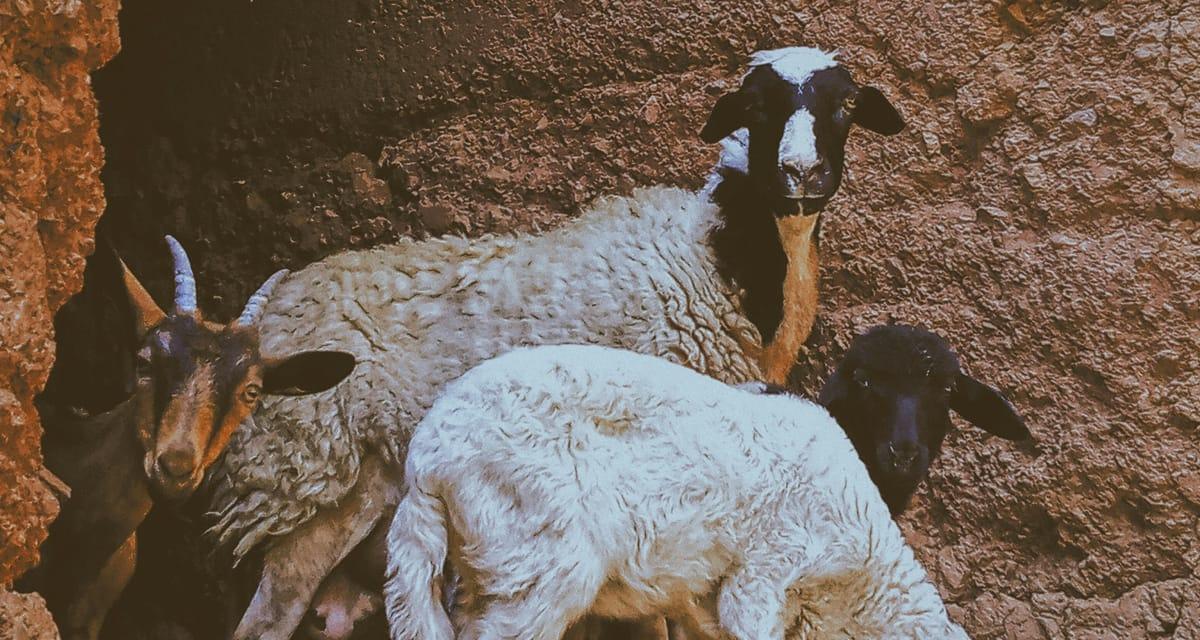 Sheep & Goat Pox