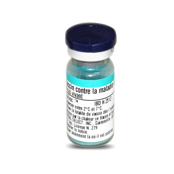 GALLIVAC IBD H2512